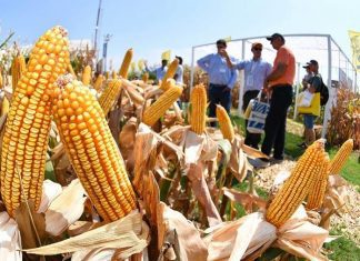 Un dato que cambió el mercado: el USDA sorprendió con más maíz y tensionó el escenario argentino
