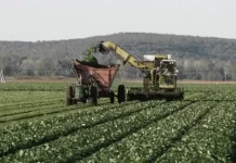 Suba de fertilizantes del 40%, petróleo a USD 114 y biocombustibles récord impulsan la soja y reconfiguran la siembra global