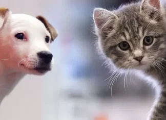 Fiestas de fin de año: cómo cuidar la salud de perros y gatos en esta época