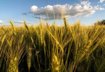 Conflicto en Medio Oriente, suba de fertilizantes y cambios en la siembra en EE. UU.: el combo que redefine el mercado global de granos